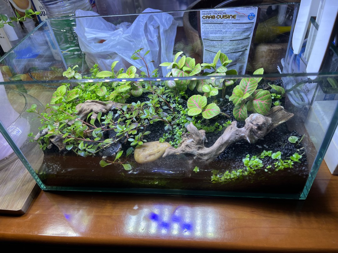 Nano terrarium tank, Pet Supplies, Homes & Other Pet Accessories on