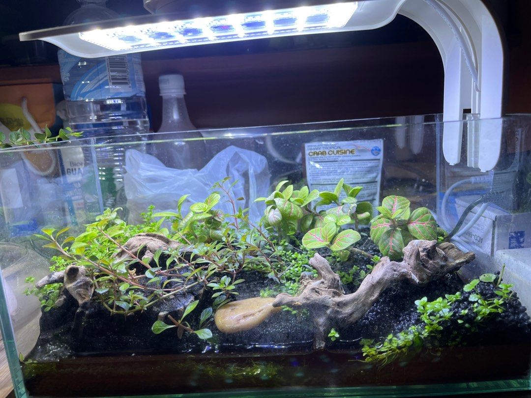 Nano terrarium tank, Pet Supplies, Homes & Other Pet Accessories on