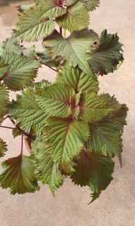 (Category: ) located in . Submitted by urban.cultivar (Listing ID 1230613210, Image 1). Description: .