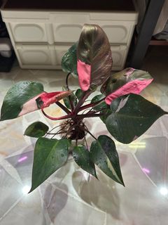 (Category: ) located in . Submitted by francislim82 (Listing ID 1230542191, Image 1). Description: .