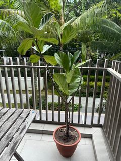 (Category: ) located in . Submitted by patlyboot (Listing ID 1230673536, Image 1). Description: .