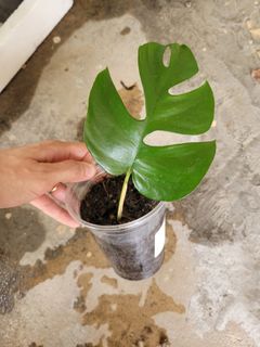 (Category: ) located in . Submitted by xiingg (Listing ID 1230620931, Image 1). Description: .