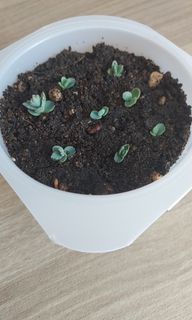 (Category: ) located in . Submitted by slowgarden (Listing ID 1230609956, Image 1). Description: .