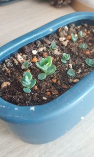 (Category: ) located in . Submitted by slowgarden (Listing ID 1230611310, Image 1). Description: .