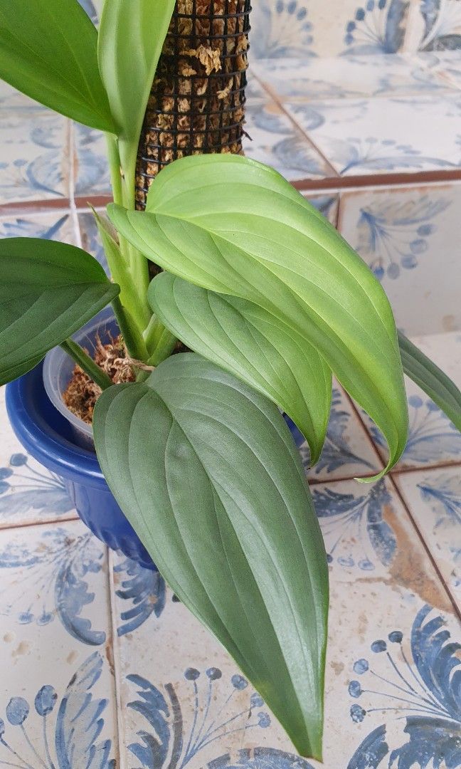 Scindapsus Perakensis, Furniture & Home Living, Gardening, Plants ...