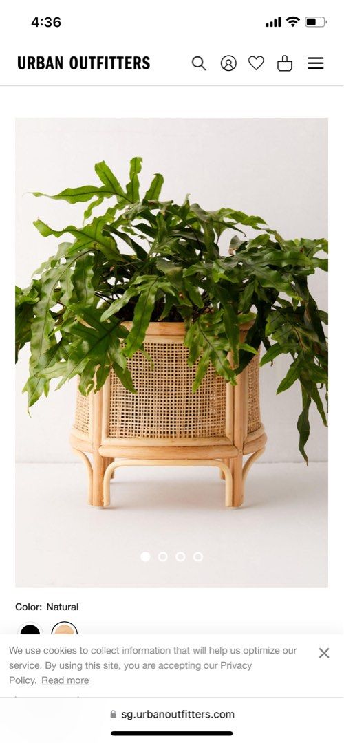 Urban Outfitters Rattan Planter, Furniture & Home Living, Home Decor