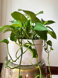 （分類：）位於 。 由 giorgino 提交（商品編號 1230700653，圖片 1）。簡介： 。