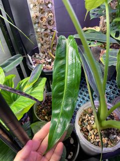 (Category: ) located in . Submitted by p_for_plantdetta (Listing ID 1230769921, Image 1). Description: .