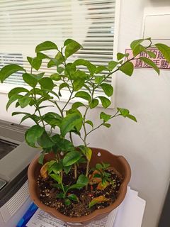 （分類：）位於 。 由 sylvie_pu 提交（商品編號 1230838008，圖片 1）。簡介： 。