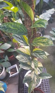 Monstera Variegated Peru