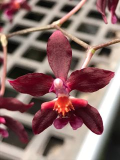 (Category: ) located in . Submitted by hortiplace (Listing ID 1230784541, Image 1). Description: .