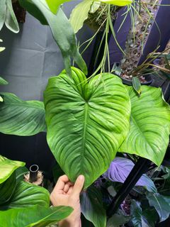 (Category: ) located in . Submitted by p_for_plantdetta (Listing ID 1230769495, Image 1). Description: .