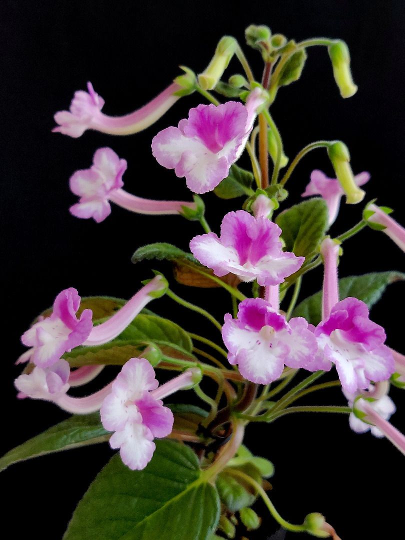 Sinningia Fu's Purple Manly, Furniture & Home Living, Gardening, Plants