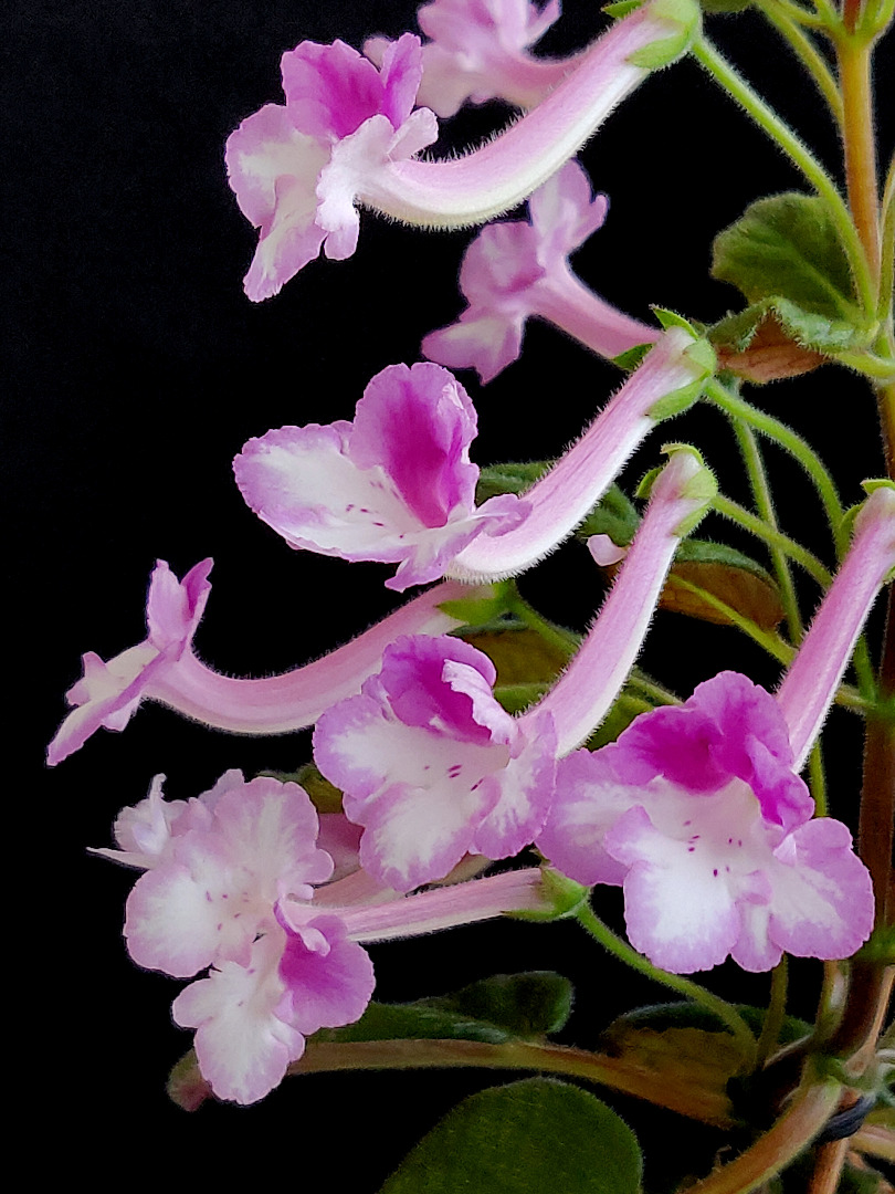 Sinningia Fu's Purple Manly, Furniture & Home Living, Gardening, Plants