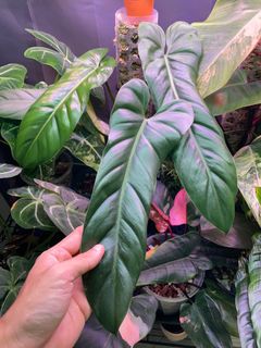 (Category: ) located in . Submitted by p_for_plantdetta (Listing ID 1230769098, Image 1). Description: .