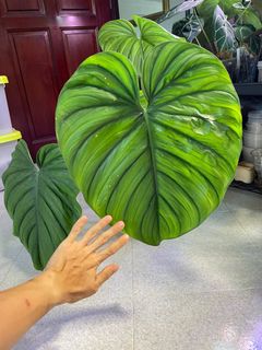 (Category: ) located in . Submitted by p_for_plantdetta (Listing ID 1230769383, Image 1). Description: .
