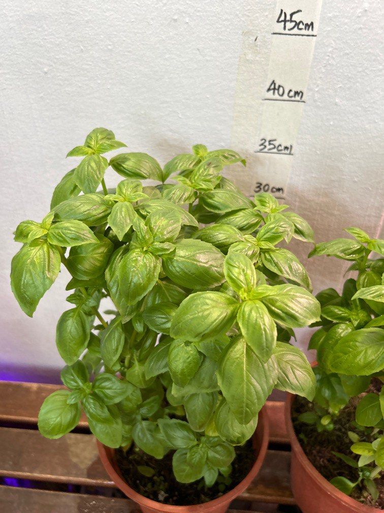 Sweet Basil (Herbs) plant 7 each, Furniture & Home Living, Gardening