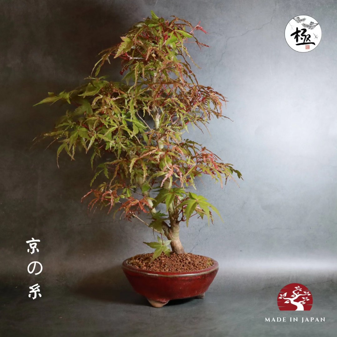 極古道盆- 日本直送小品🍁京の糸】DM仲有額外10% off😆, 傢俬＆家居