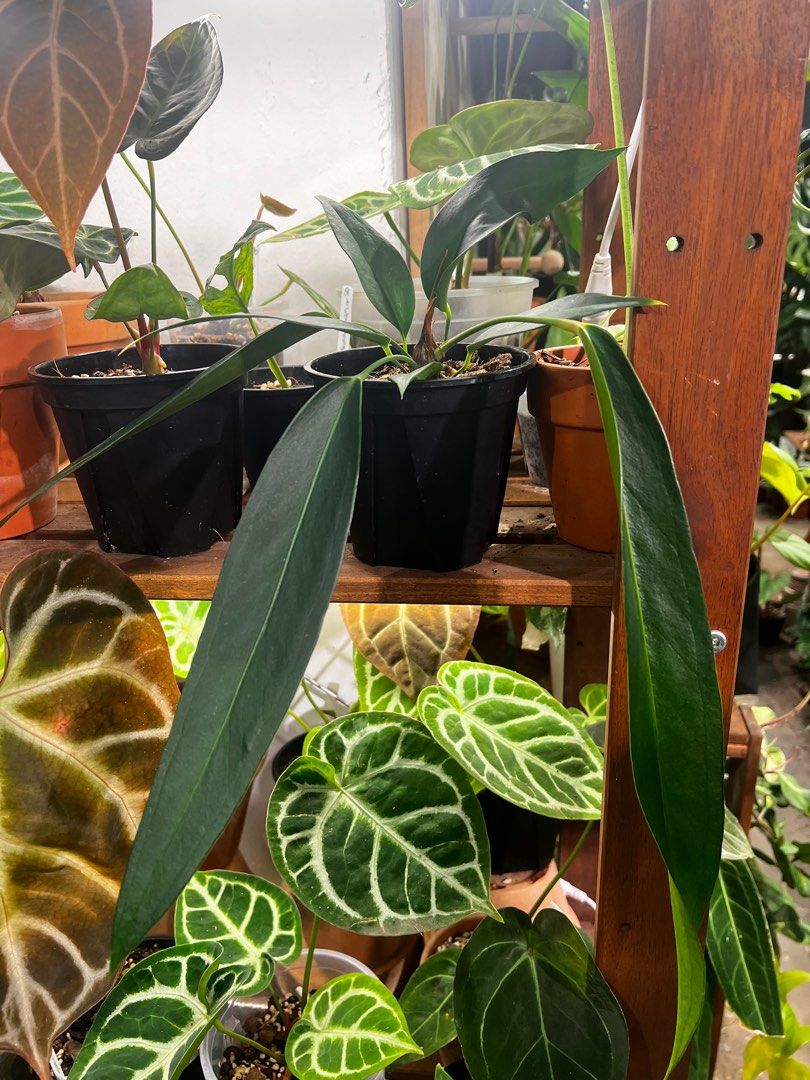 Anthurium wendlingeri x scherzerian 'Chainsaw', , , - Carousell