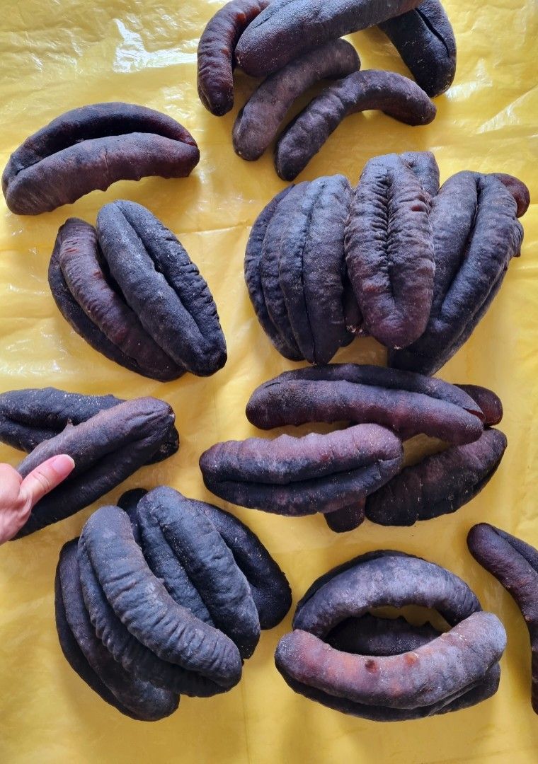 Premium Australian Sea Cucumber 500g, Food & Drinks, Other Food