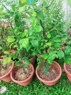 Bidara plant