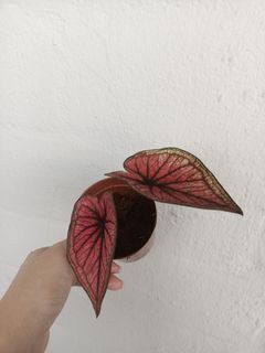 Caladium Thai hybrid / home garden / home gardening plants / small plant red plant / home garden / home gardening