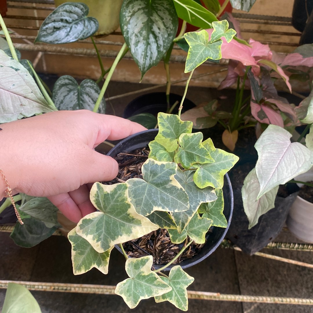 English ivy variegata on Carousell