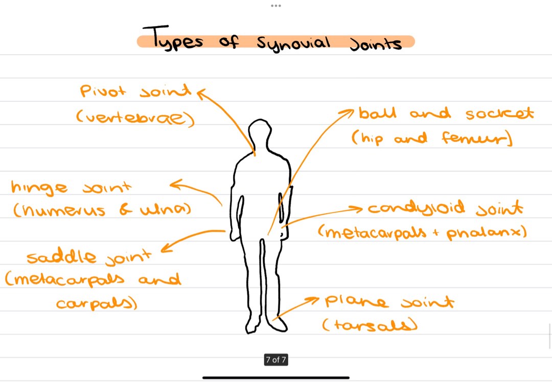 ib-sports-exercise-and-health-science-notes-hobbies-toys-books