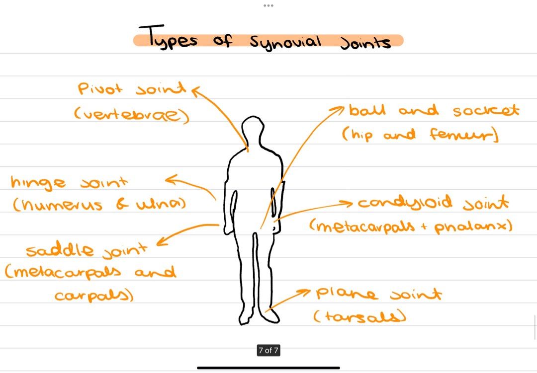IB Sports Exercise And Health Science Notes Hobbies Toys Books ib-sports-exercise-and-health-science-notes-hobbies-toys-books