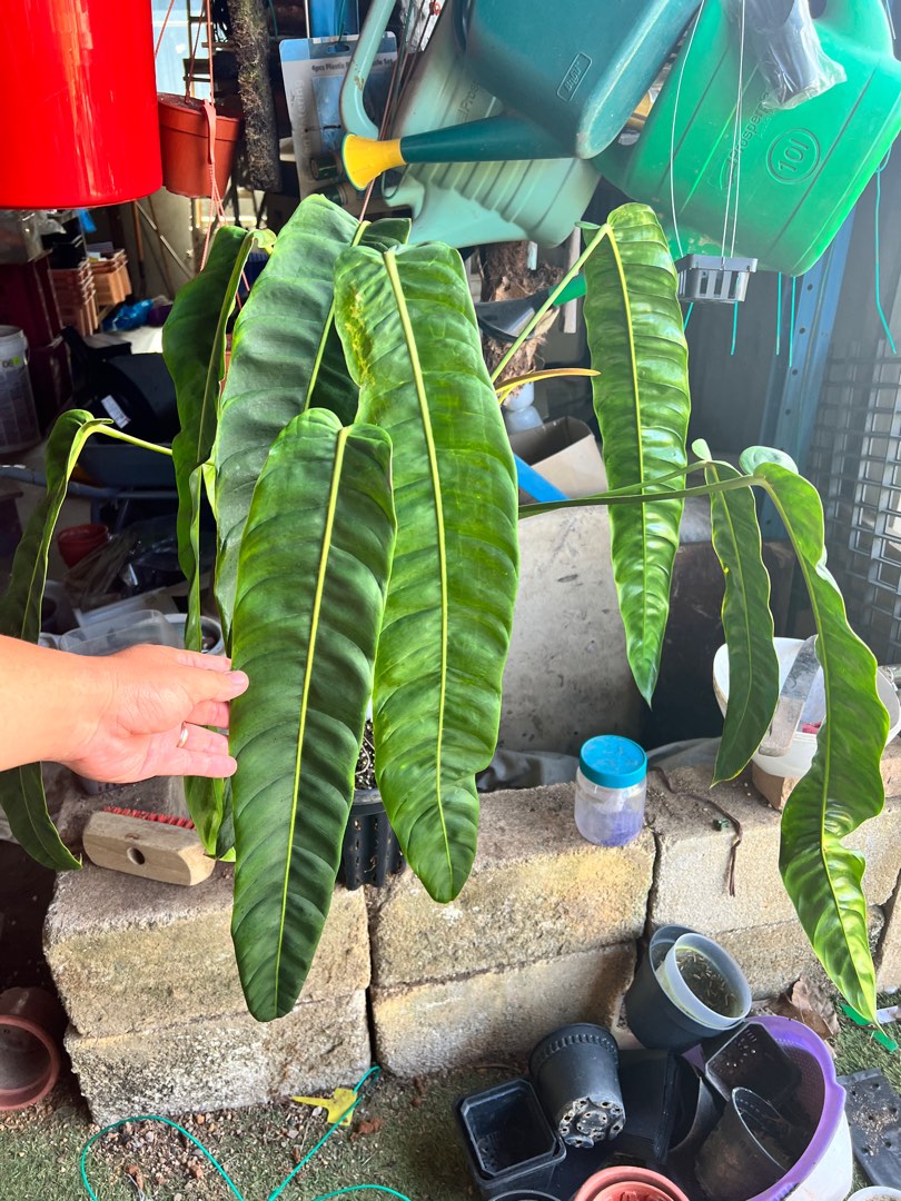 Philodendron Patriciae Furniture Home Living Gardening Plants Seeds On Carousell