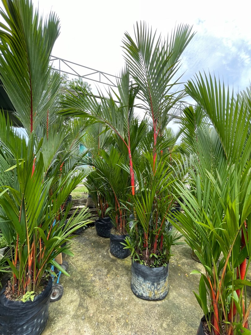 20 Semi Di Palma Rossa Cyrtostachys Renda (palma Ceralacca), Albero Ornamentale Esotico