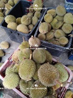 60-year-old tree Kampung Durian 60多年老树甘榜(Kampung)榴莲