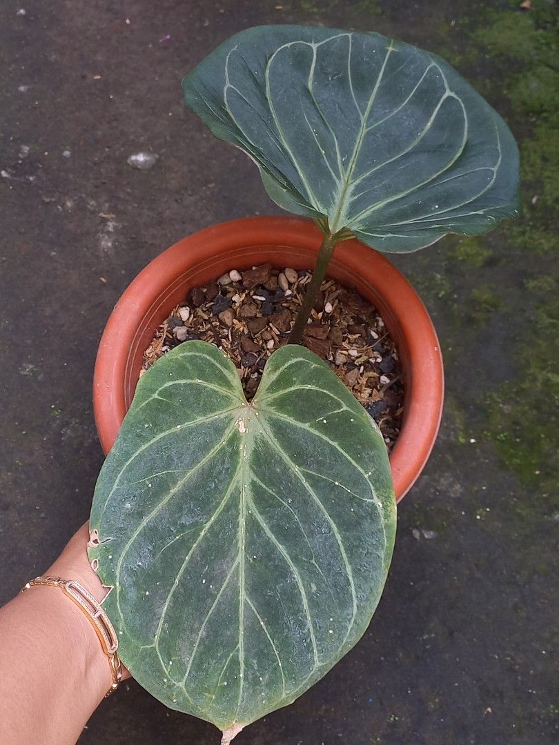 Anthurium king of spades, Everything Else on Carousell