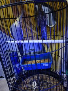 (Category: ) located in . Submitted by khadijahar55365 (Listing ID 1234978519, Image 1). Description: .