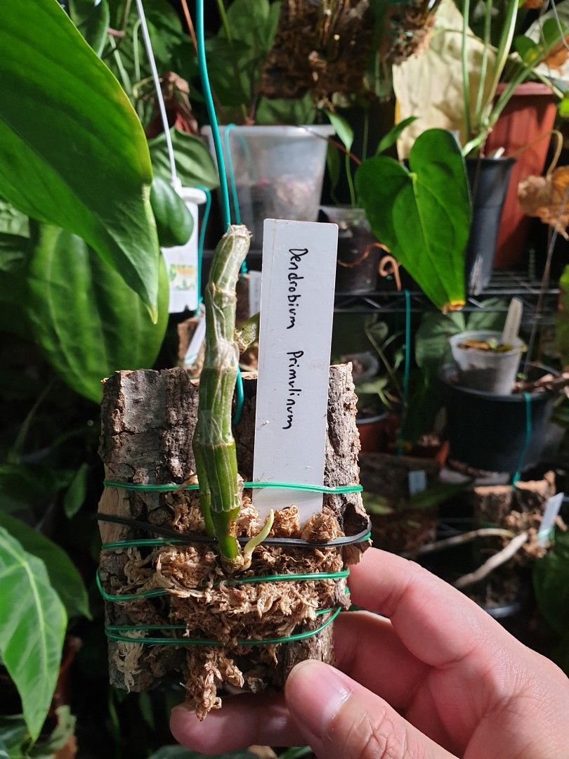 Dendrobium Primulinum, Furniture & Home Living, Gardening, Plants