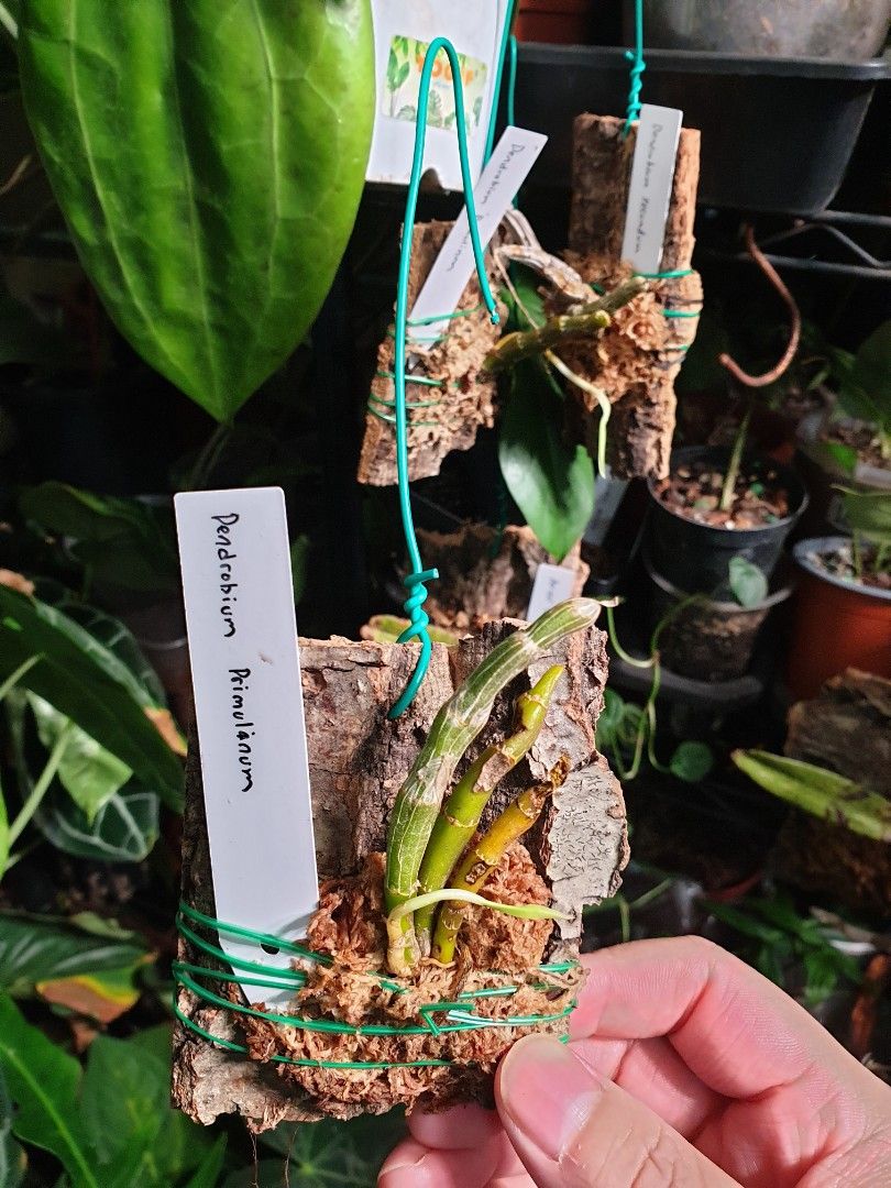 Dendrobium Primulinum, Furniture & Home Living, Gardening, Plants