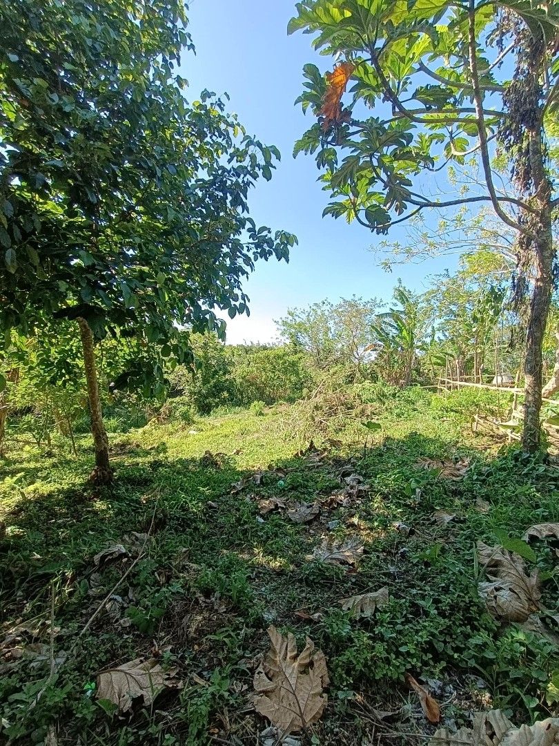 FARM LOT FOR SALE IN AMADEO CAVITE on Carousell