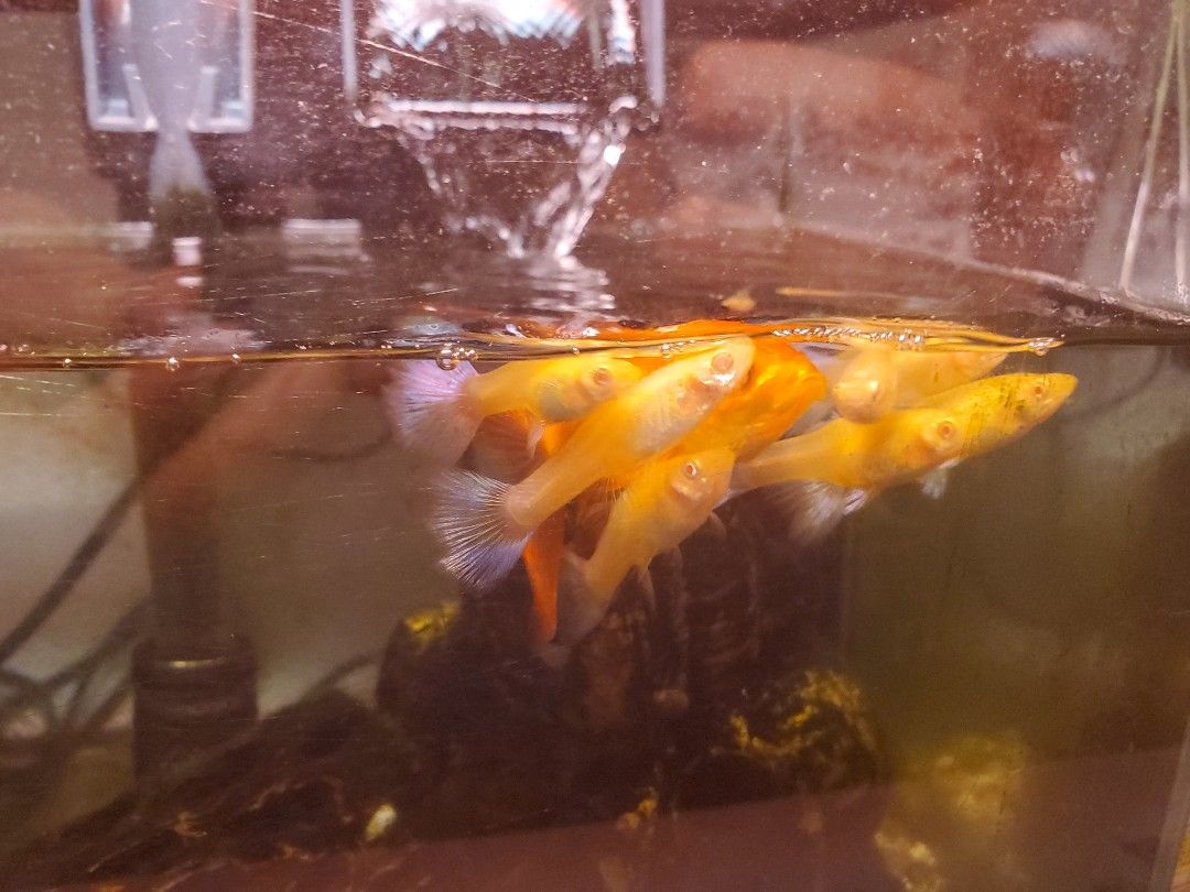 Bullet Fish Tank Aquarium Large Partition Ecological Glass Fish