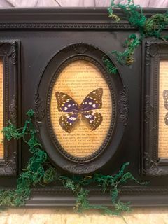 Gothic rustic frame with 3 x butterfly specimen