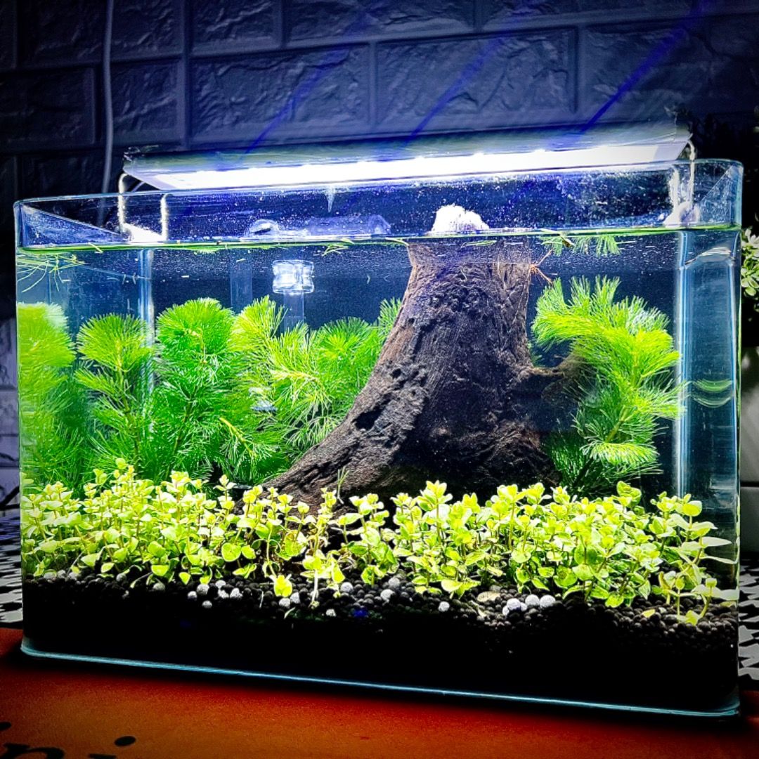 Shrimp tank starter kit sale