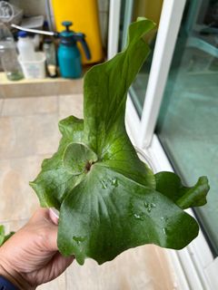 (Category: ) located in . Submitted by tsseah (Listing ID 1235000146, Image 1). Description: .