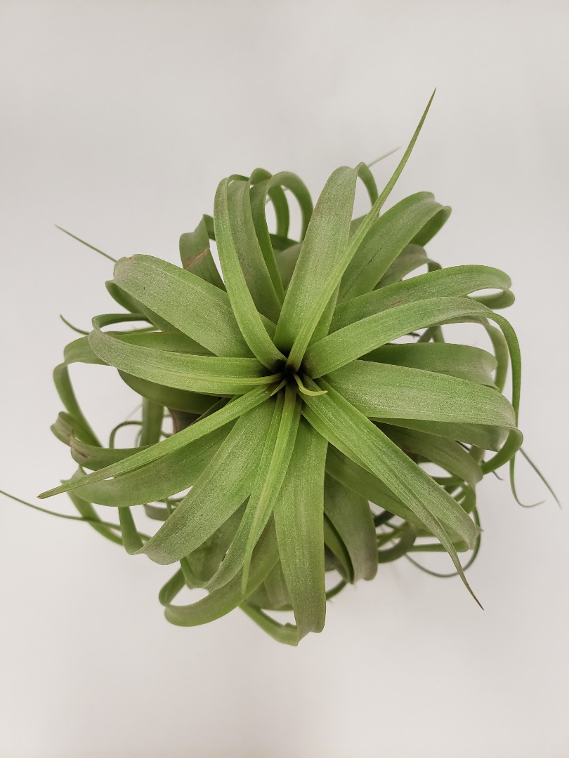 空氣草- Tillandsia - T. eric knobloch 艾瑞克(大) 特價, 傢俬＆家居