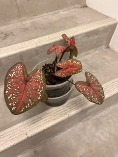 (Category: ) located in . Submitted by bryannnlo (Listing ID 1236690193, Image 1). Description: .