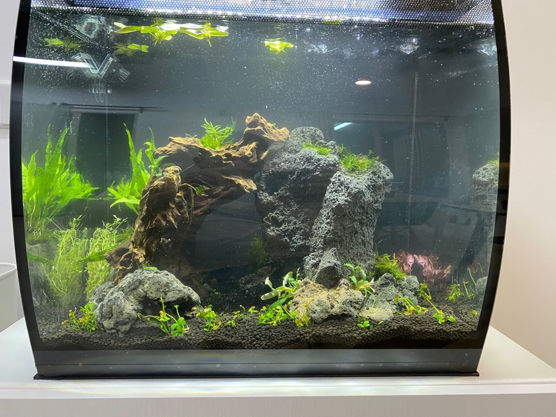 Fluval flex glass deals aquarium 57 litre