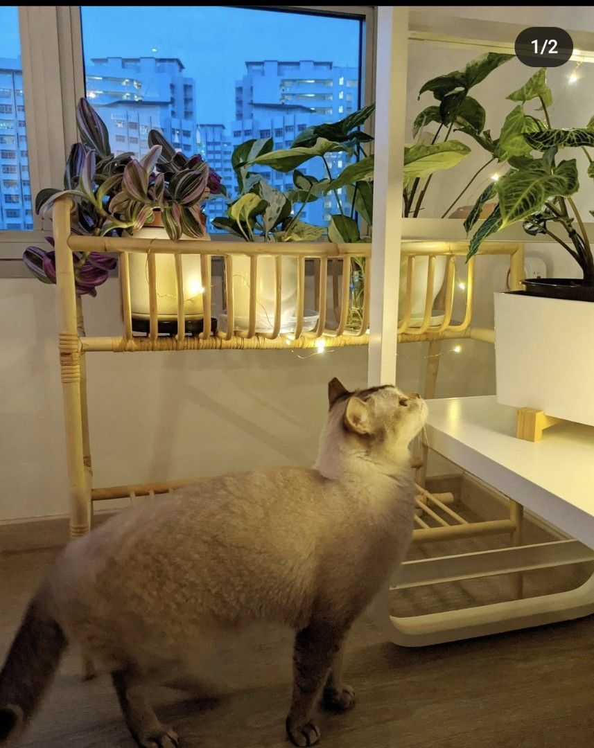 IKEA Rattan Rack, Furniture & Home Living, Gardening, Pots & Planters on Carousell