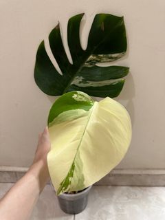 (Category: ) located in . Submitted by houseplantsale (Listing ID 1236737794, Image 1). Description: .