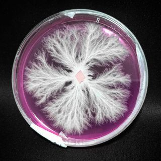 Mycelium culture, various edible species
