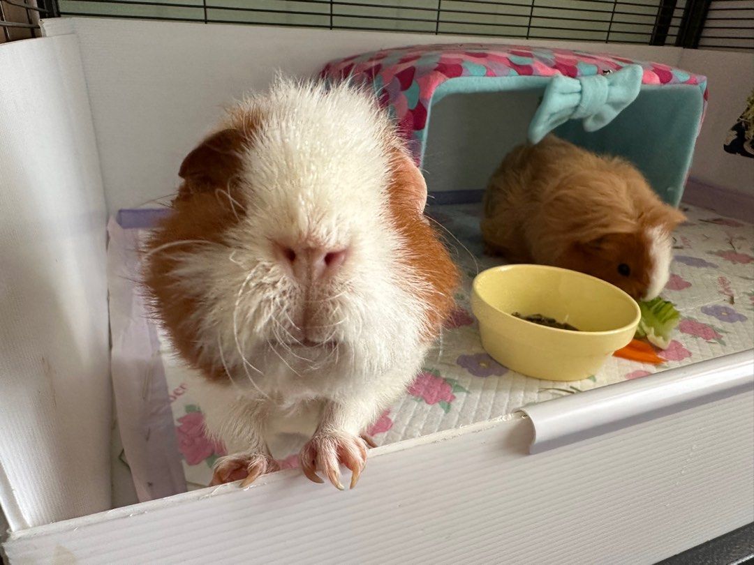 Pet Boarding for guinea pig also rabbit hamster and all other small animals Pet Hotel