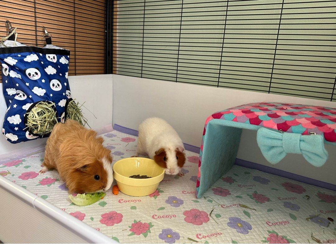 Pet Boarding for guinea pig also rabbit hamster and all other small animals Pet Hotel