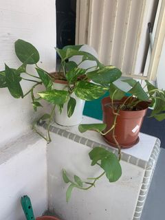 (Category: ) located in . Submitted by ppmercado22 (Listing ID 1236510376, Image 1). Description: .